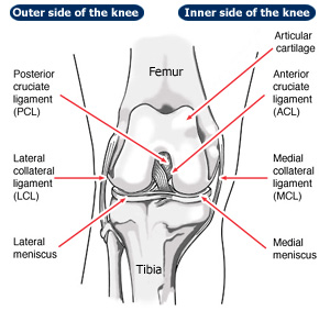 Acl And Mcl Diagram