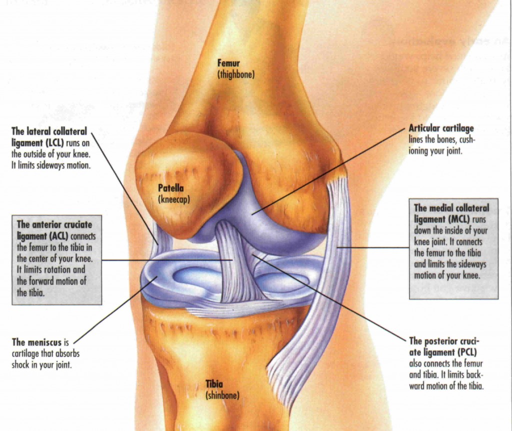 Acl And Mcl Diagram