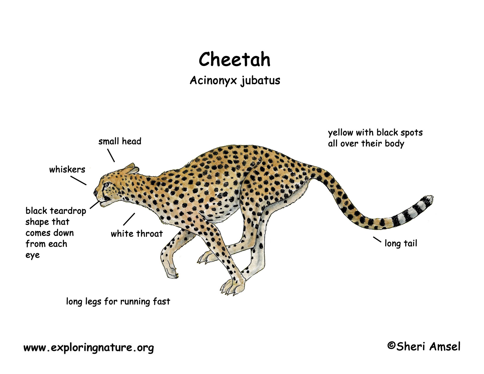 Diagrams Of Cheetahs