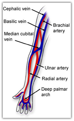 veins phlebotomy diagram venipuncture diagrams arm map vein blood courses association national phlebotomists drawing site showing data cephalic study visit